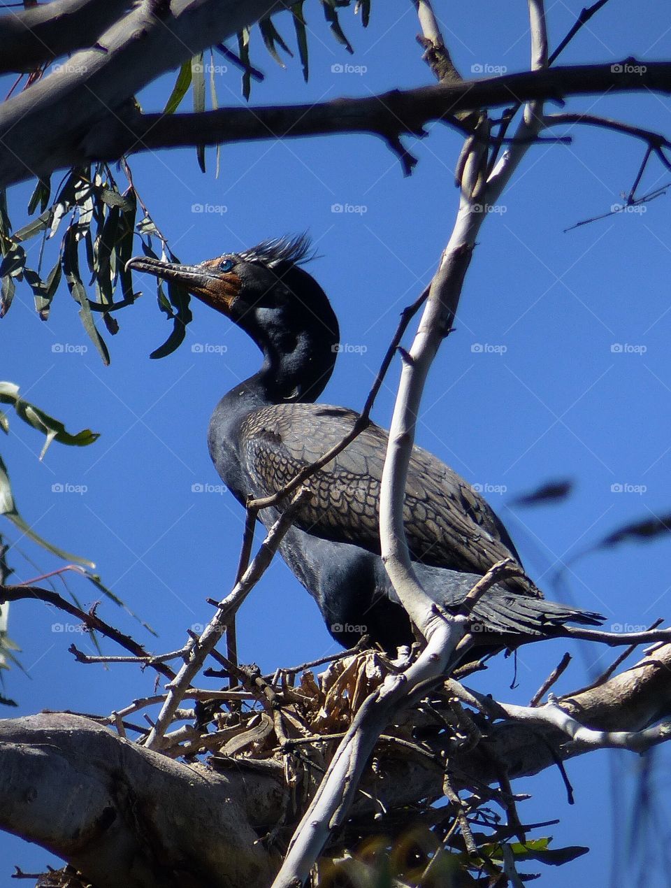 Cormorant by nest