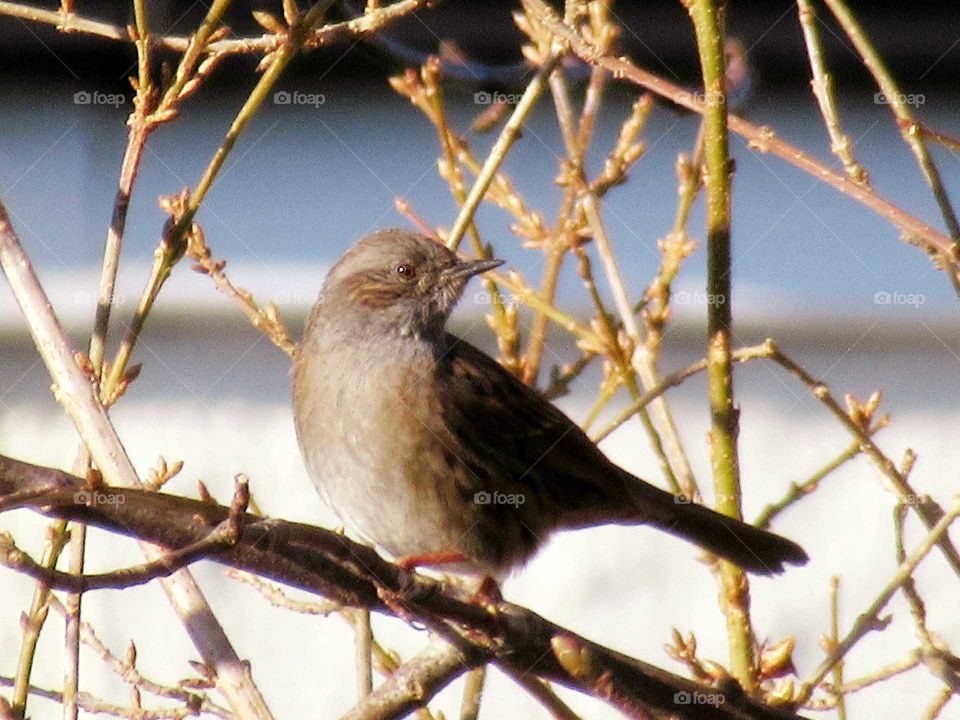 Dunnock in the winter sunshine