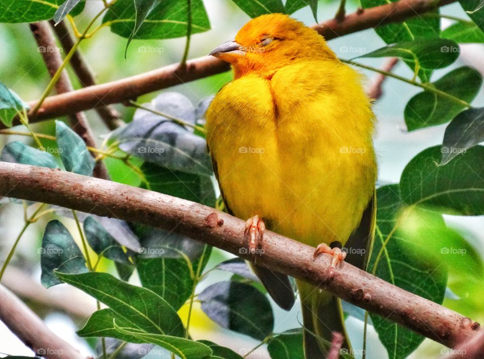 Tropical Yellow Finch