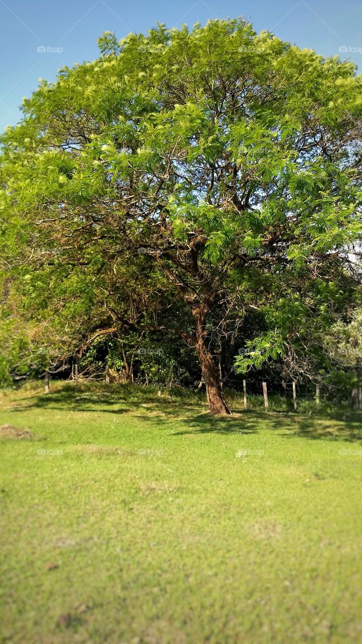 The shade that a leafy tree provides is wonderful! Being able to enjoy moments in the countryside, with a large lawn in the shade of a tree is a privilege.