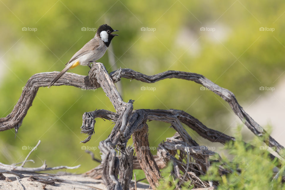 White-cheeked bulbul