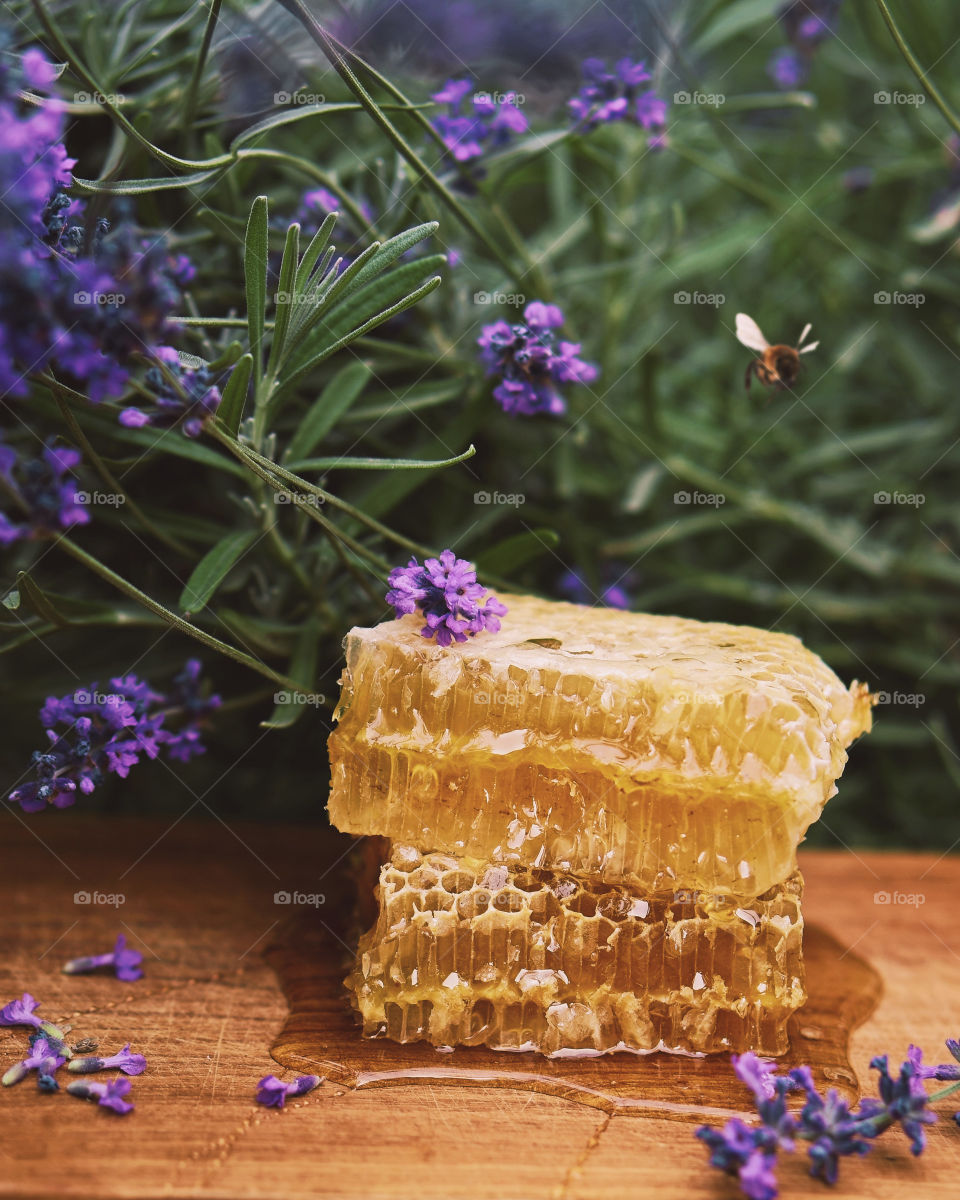 two lavender honey combs and bee