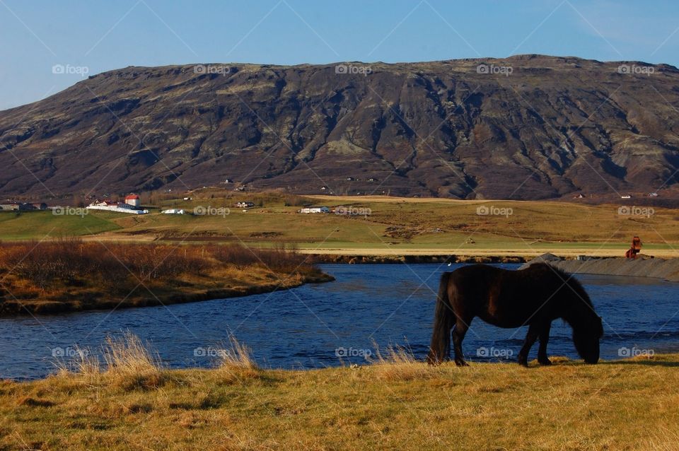 Icelandic Horse . In the countryside outside of Reykjavik, Iceland 