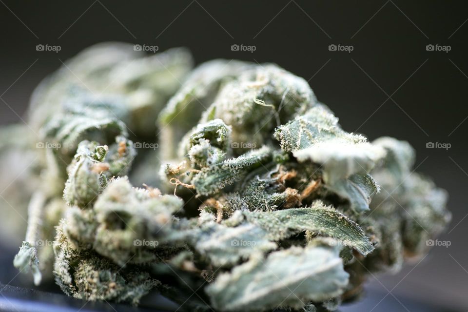 Medical cannabis buds super lemon haze skunk marijuana smoking keeps you young people drugs