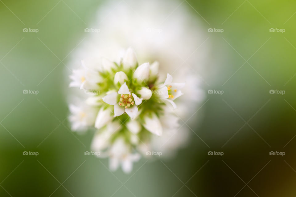 Macro image of tiny white flowers in bloom