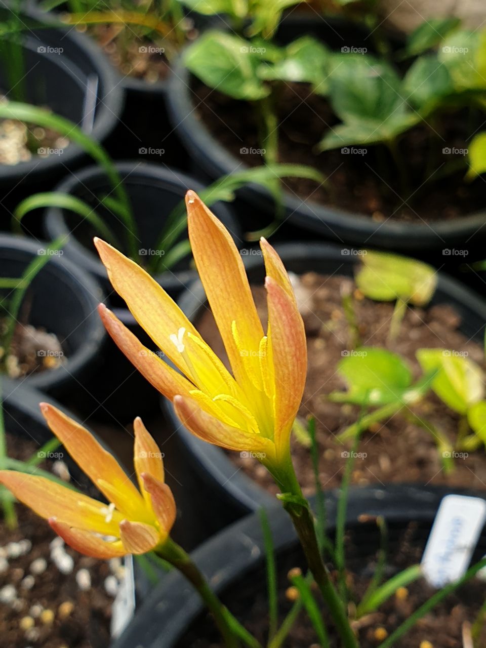 the beautiful rain lilly in Thailand