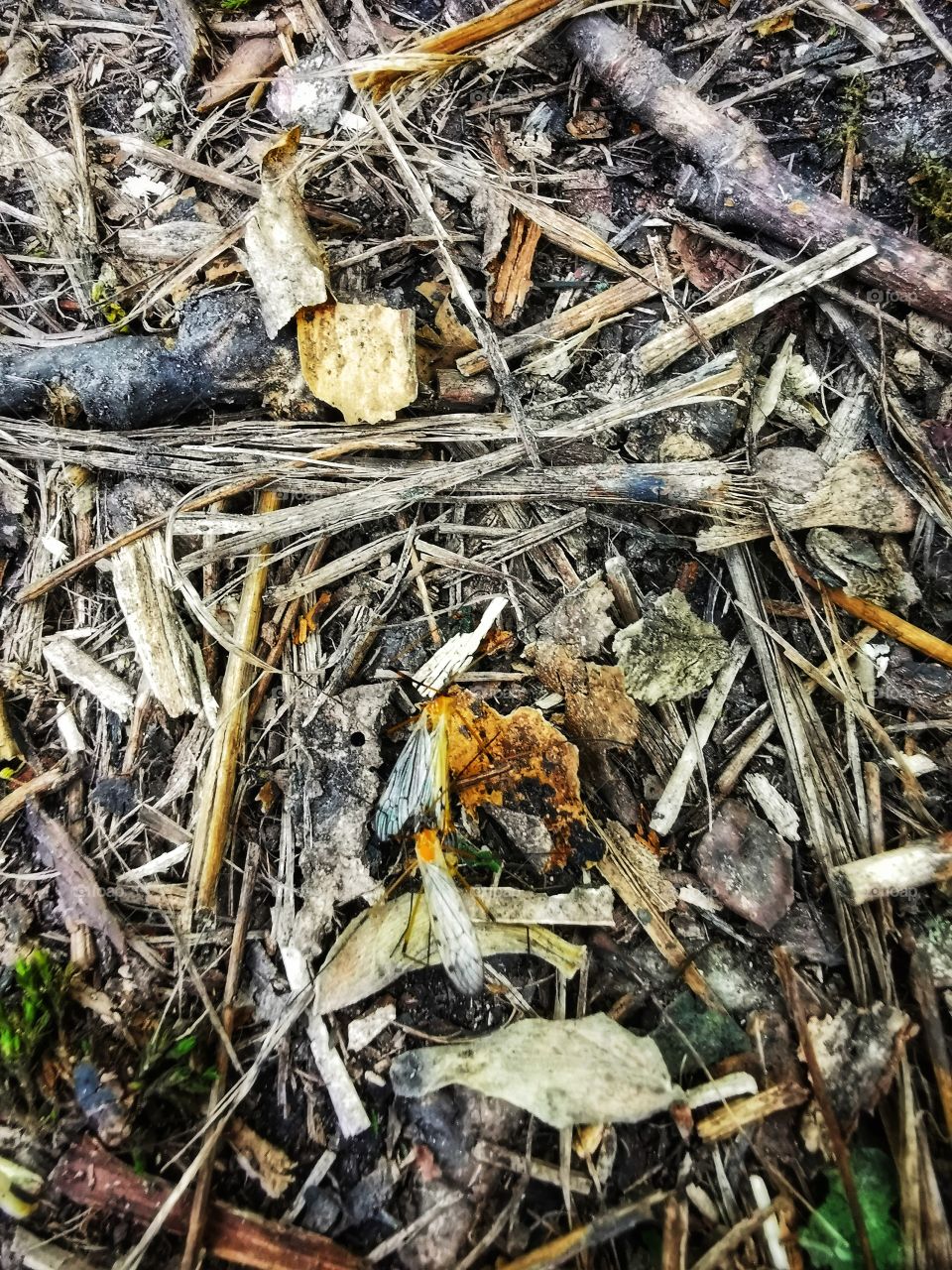 Forest day outdoor nature greens wild forest greens