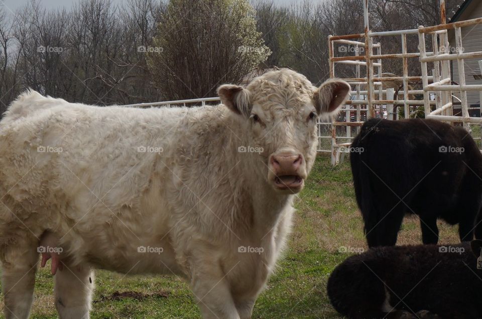 Surprised cow