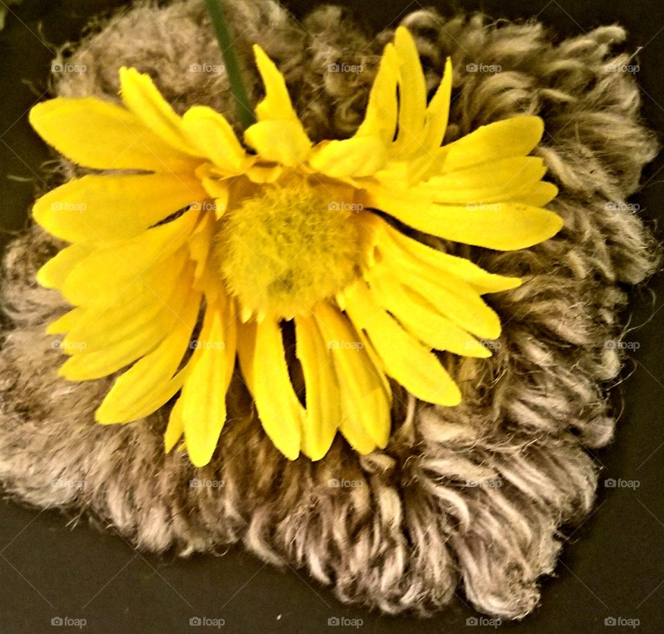 Bright yellow flower with a gray background