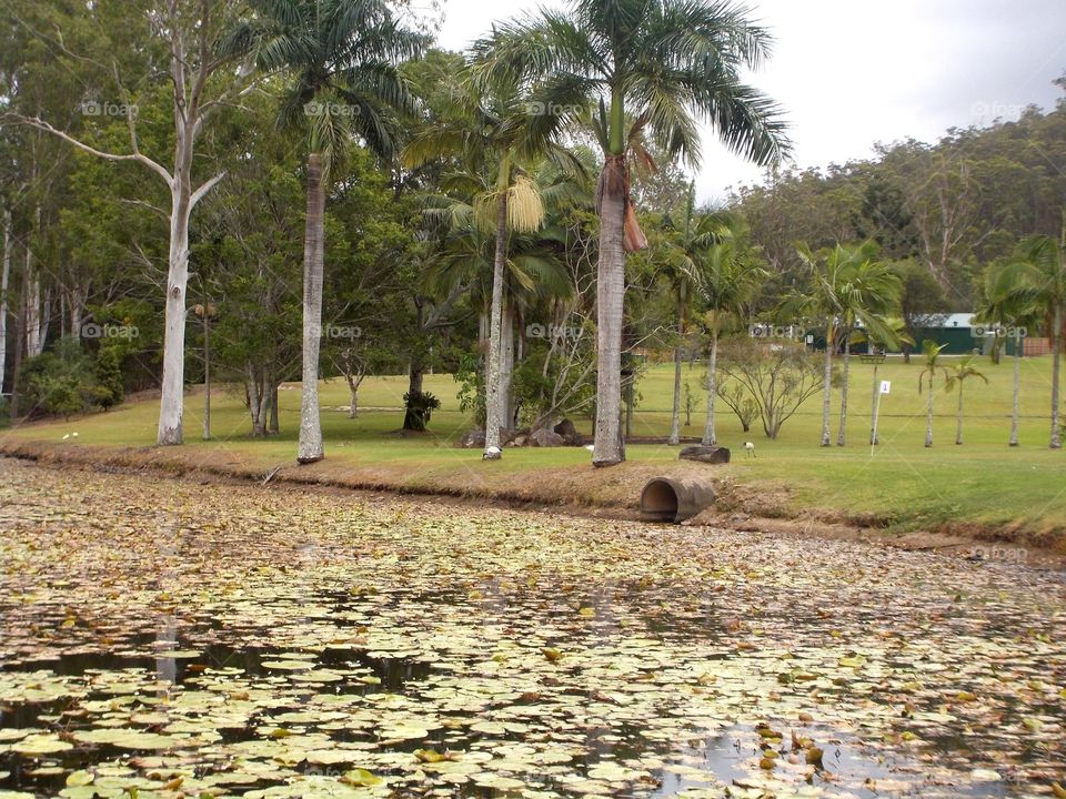 Pond view. With trees 