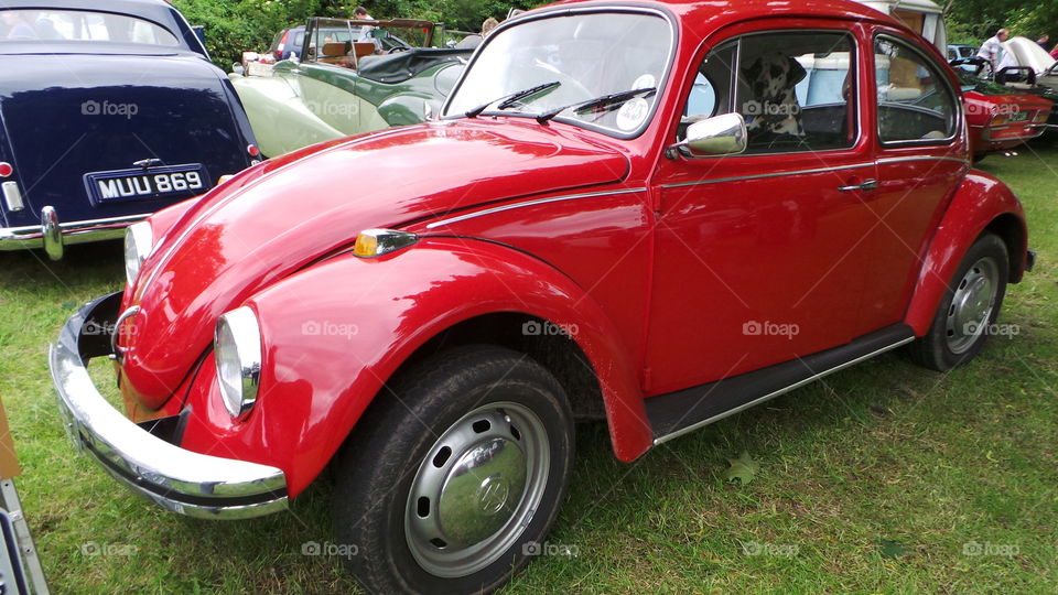Black spotted  Dalmatian Dog in a red vintage voultswagon beetle