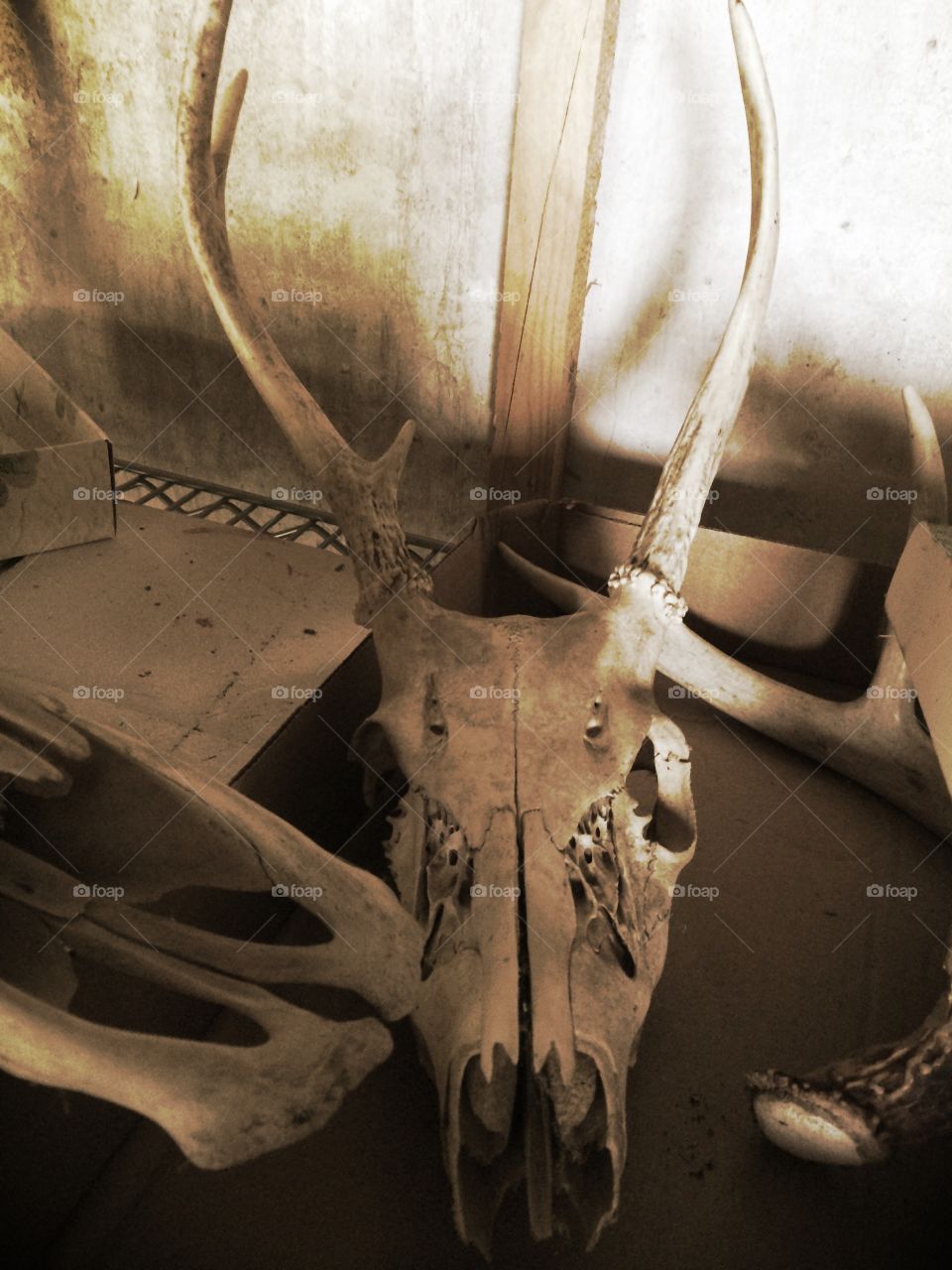 Deer antlers and skull