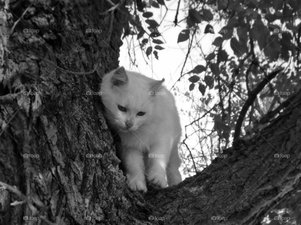 Beautiful White cat in a forest