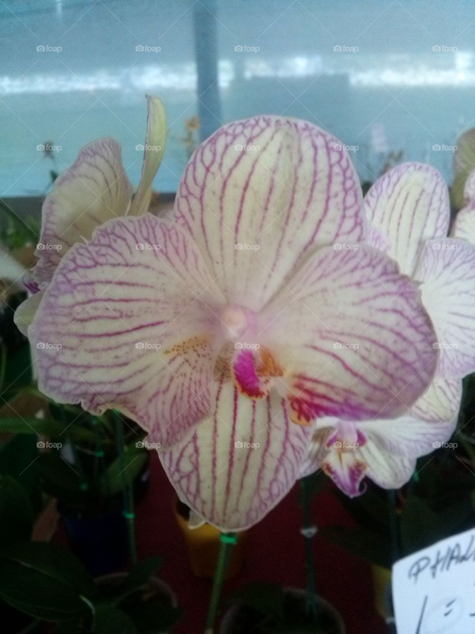 orchidea plant