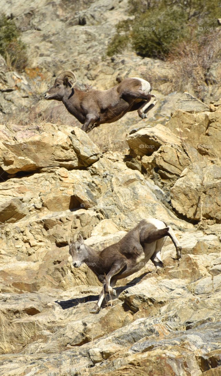 A bighorn ram chases after an ewe during the rut on the side of a mountain. Action shot.