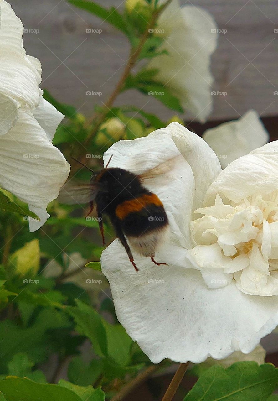 Bumblebee in the garden