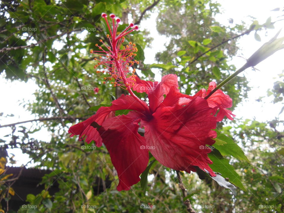 Red triumphant flower