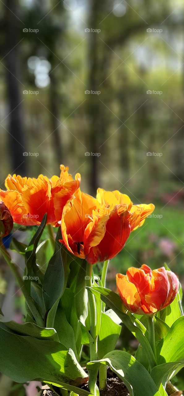 morning sun setting tulips glowing orange and red