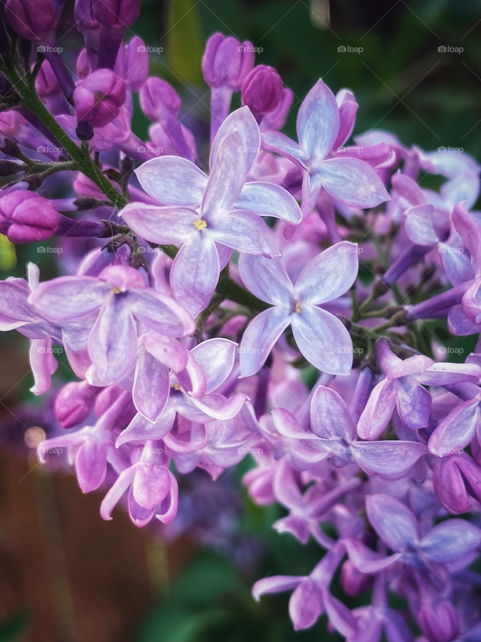 Lilacs in bloom 