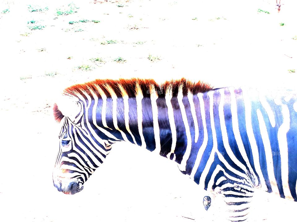Zebra, Stripe, Zoo, Safari, Animal