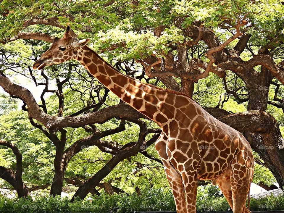 Giraffe standing at Honolulu Zoo
