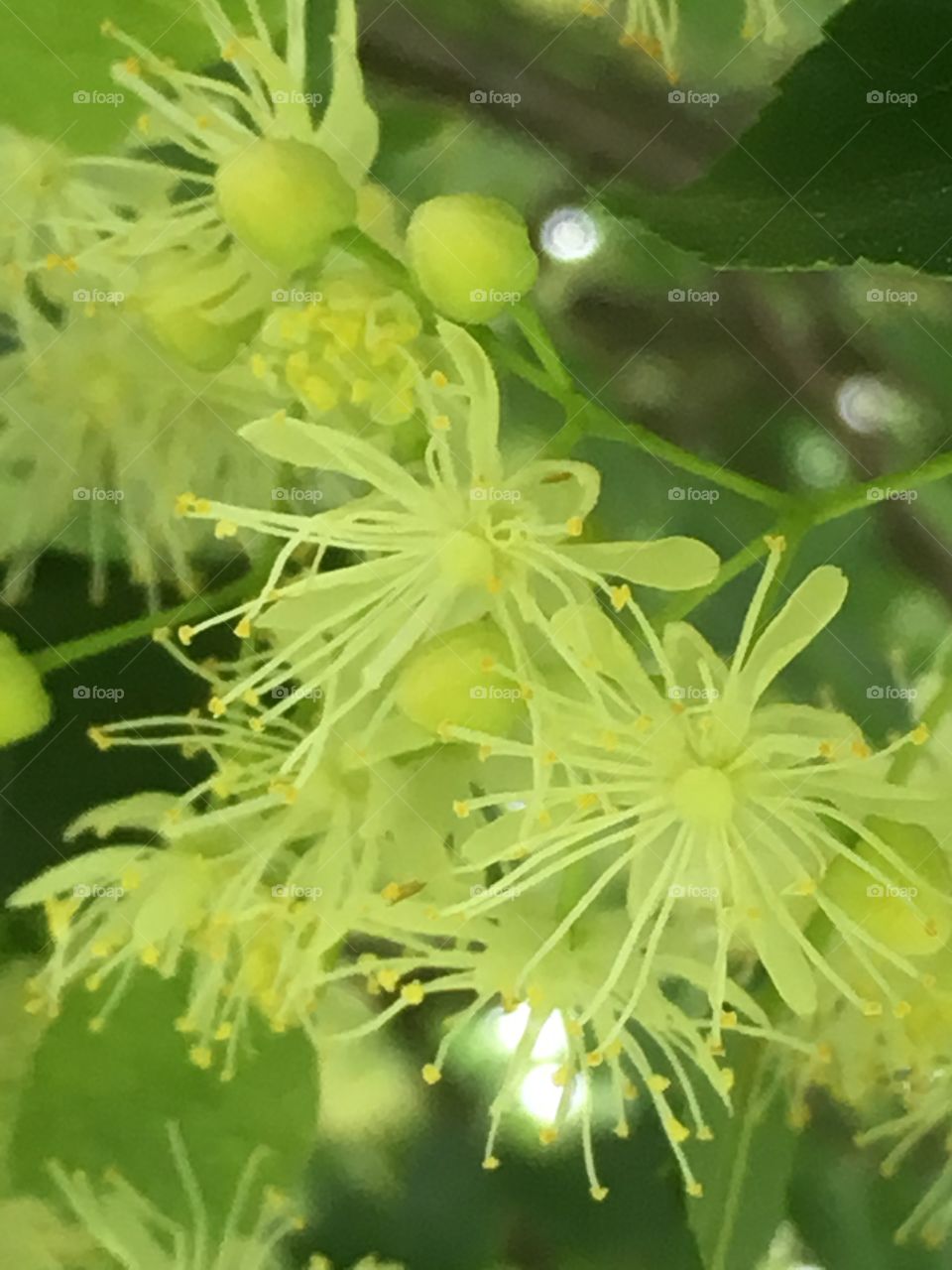 Closeup of bright, stringy, yellow green flowering Linden blossoms on tree