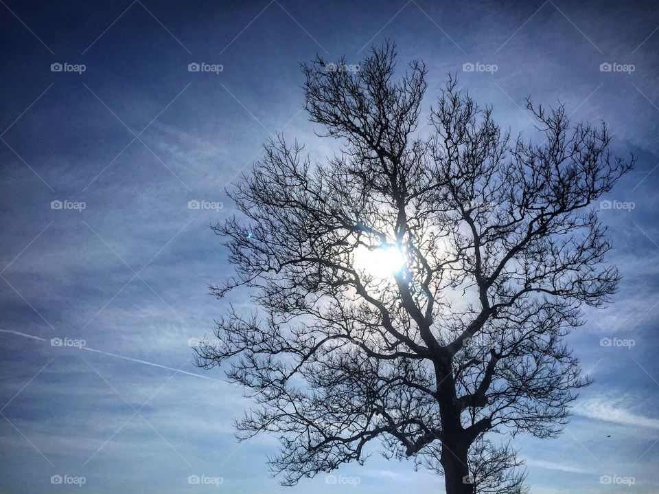 Tree and sky