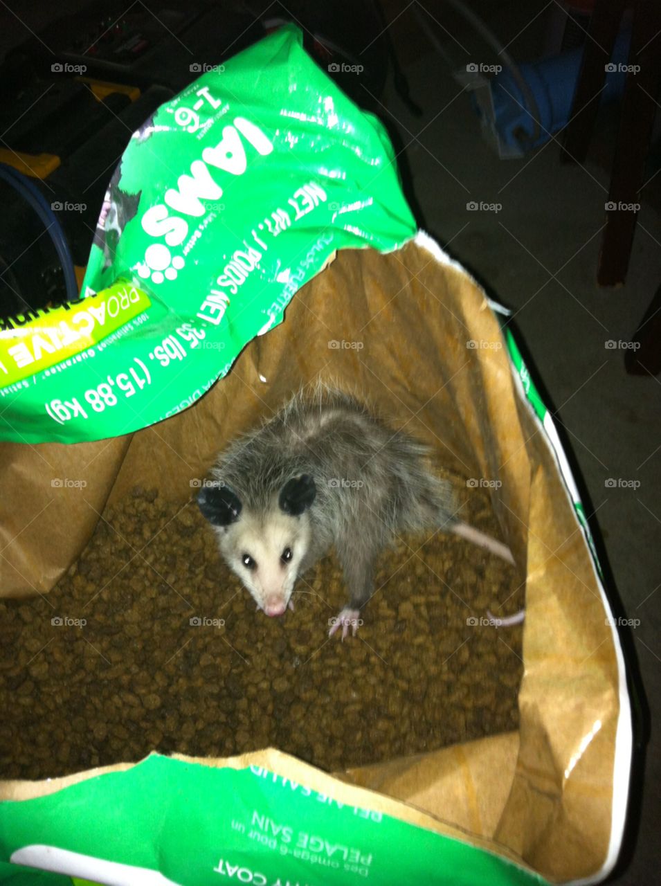 Opossum in the Dog Food