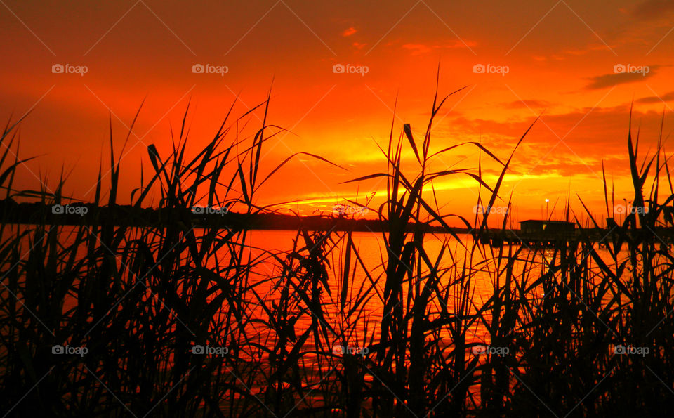 Grassy sunset. Dusk at the bayou