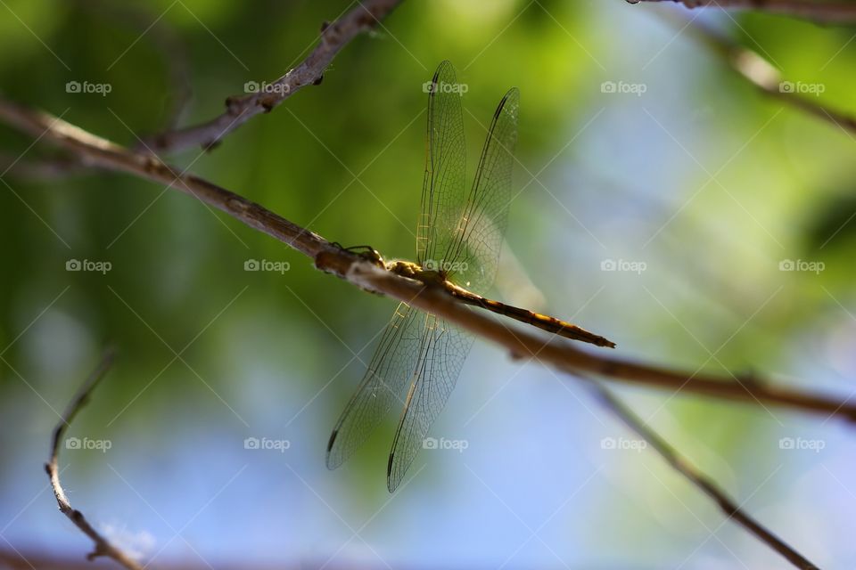 Dragon-fly