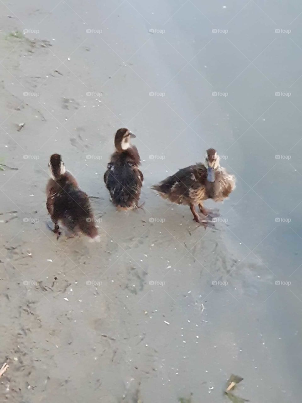 three ducklings on a beach along the water .
