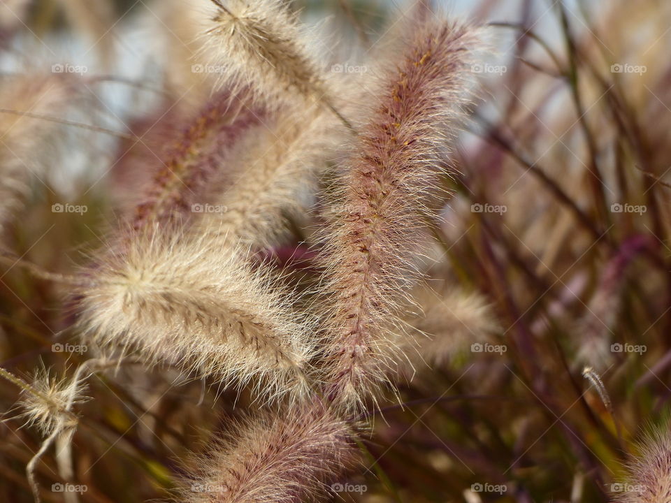 Wild grasses 