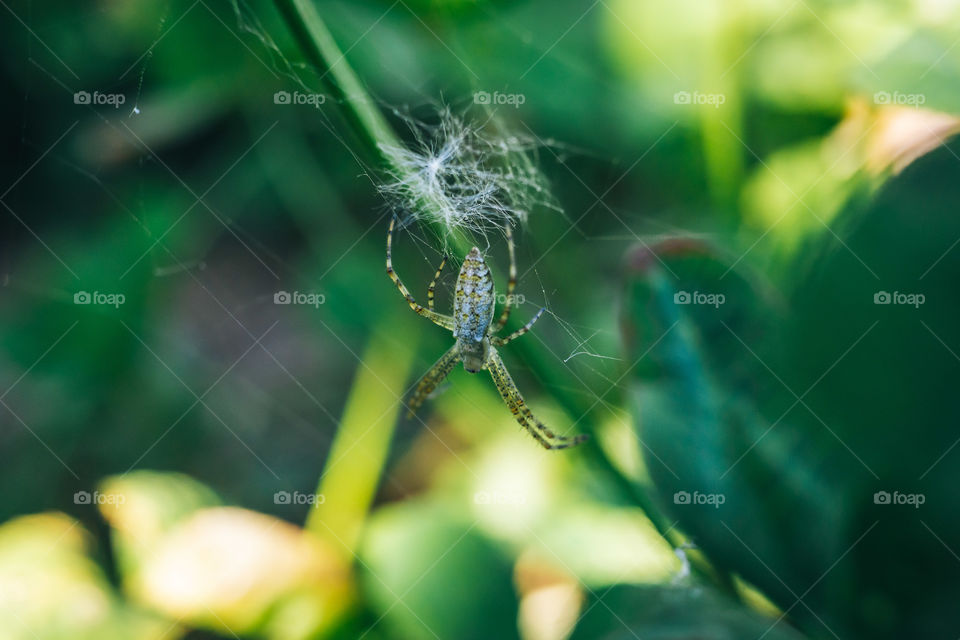 Little spider on the web