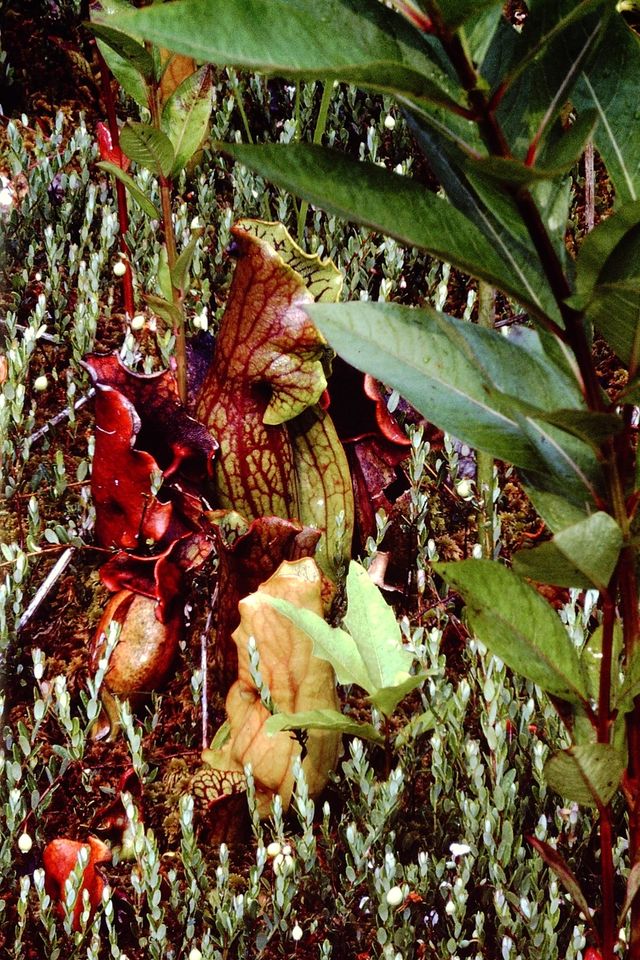 Plants