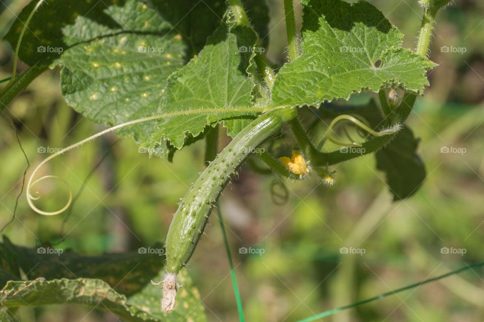 Green cucumber in the garden