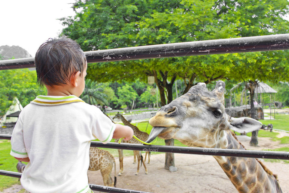 kid giving food to girafe. at open zoo