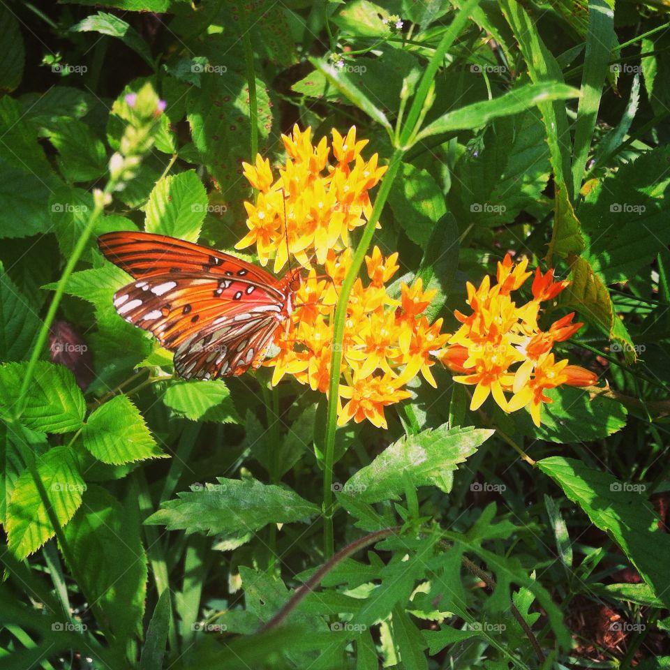 Gulf fritillary 