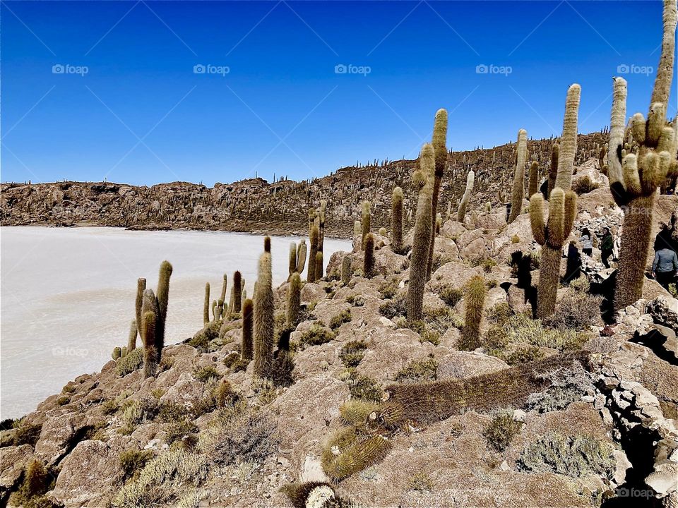 On the outskirts of the “Uyuni Salt Flat” covering roughly 4,248 square miles some basic hardy vegetation can be found. On the “Isla Incahuasi” in its center, a former island gigantic cactus plants grow. 2022. Hypnotic Productions