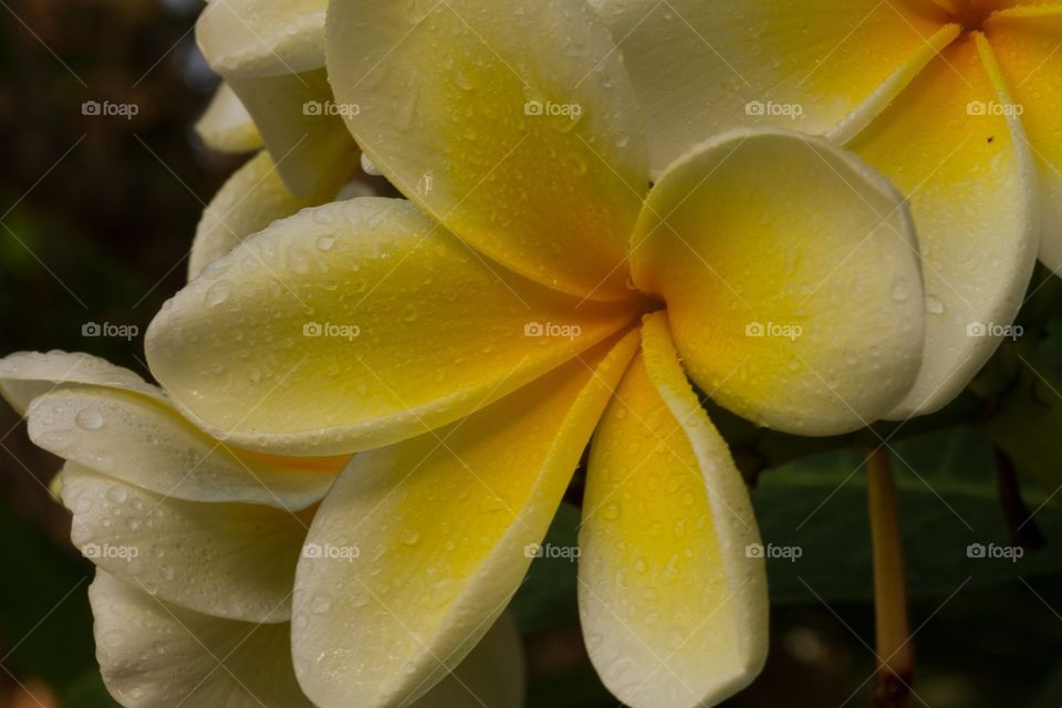 Macro Frangipani 