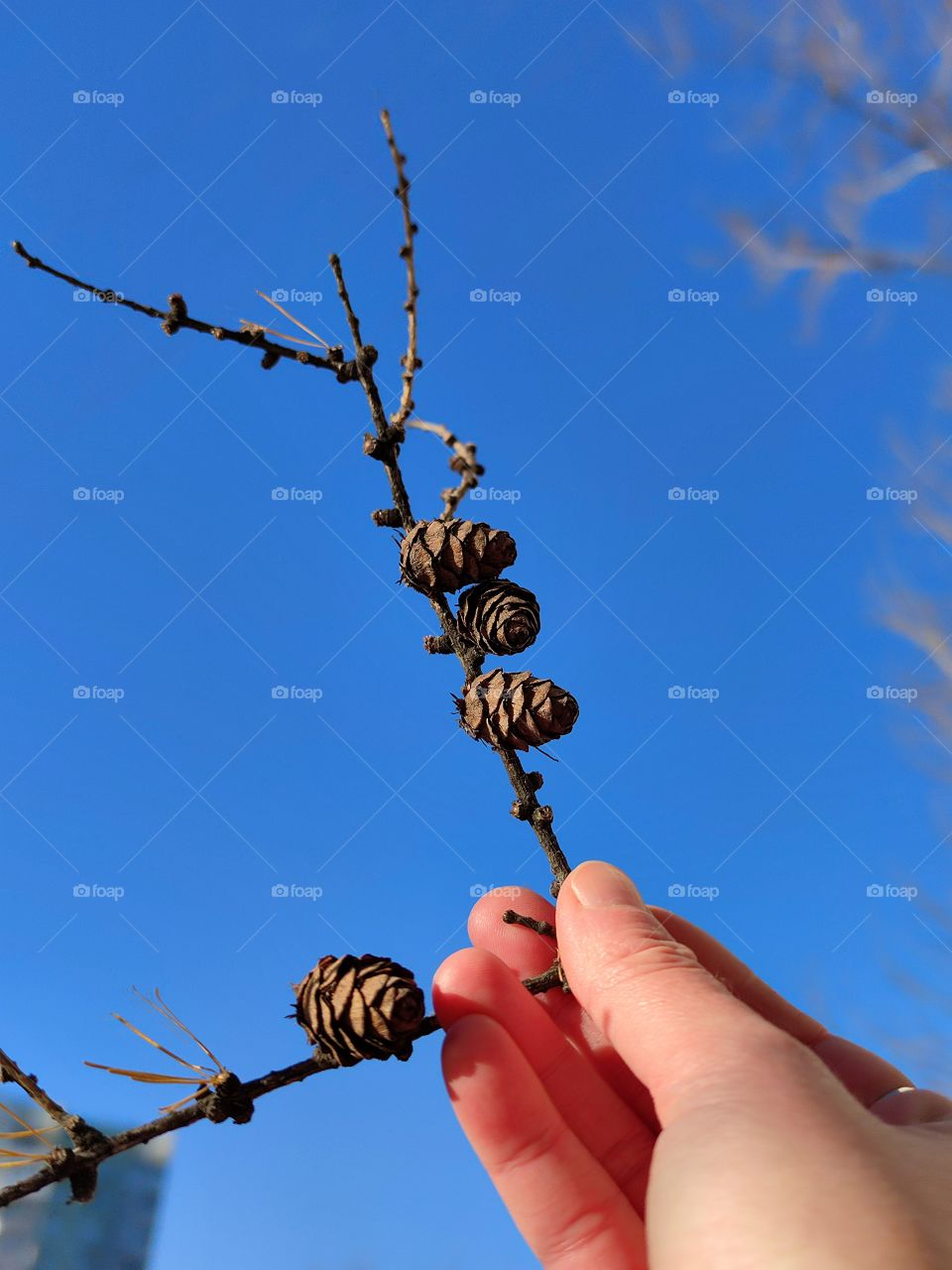 Female hand holding a branch with cones on a blue sky background