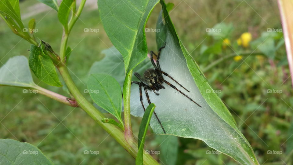 spider with web on leaf