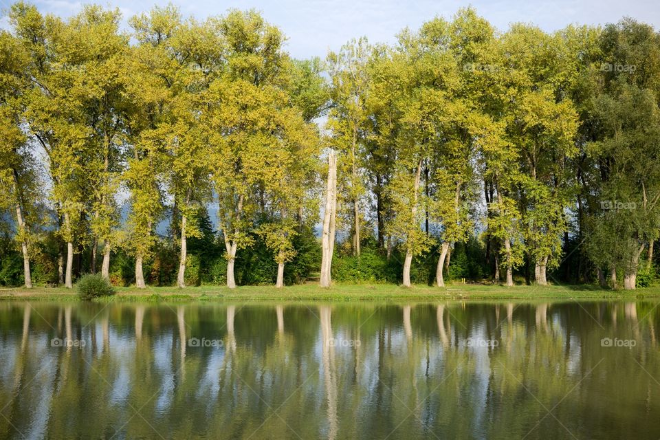 Reflections of the trees in the lake