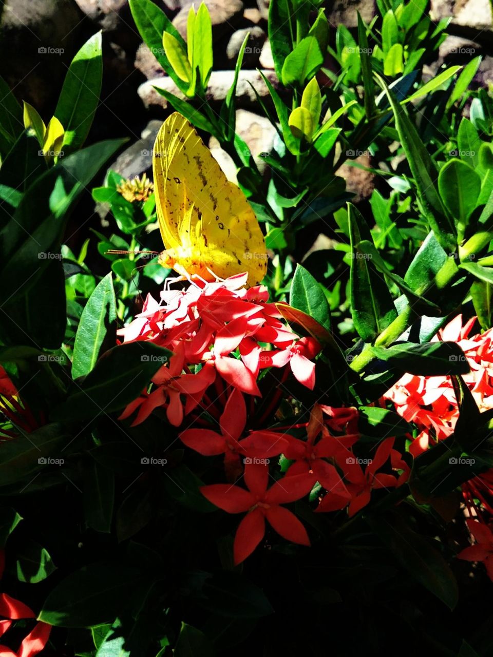 Rapida e encantadora borboleta amarela, dando vida a estação