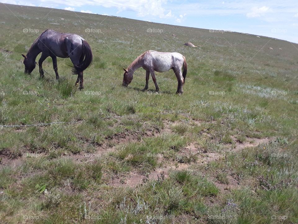 Grassing horses at the park