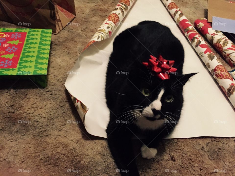 Cat sitting on Christmas paper! 