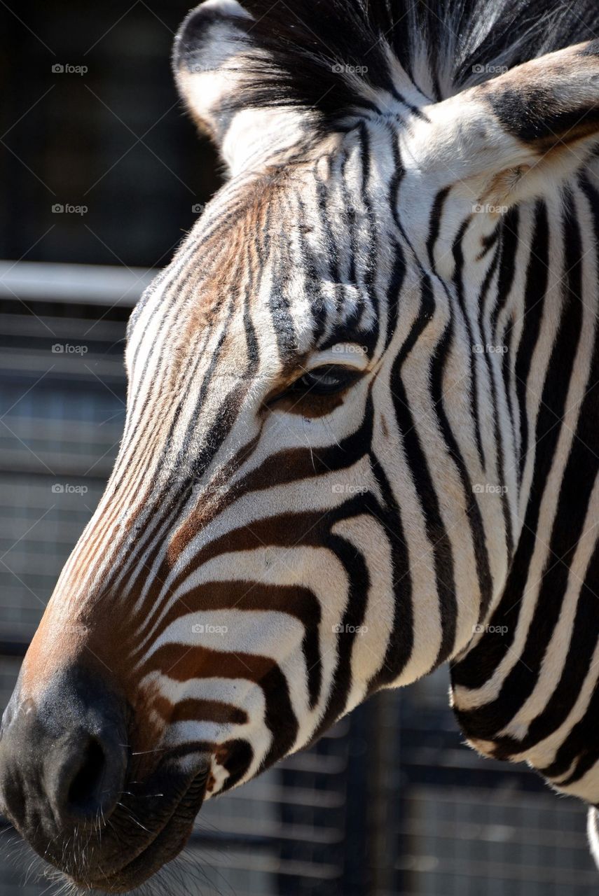 Zebra