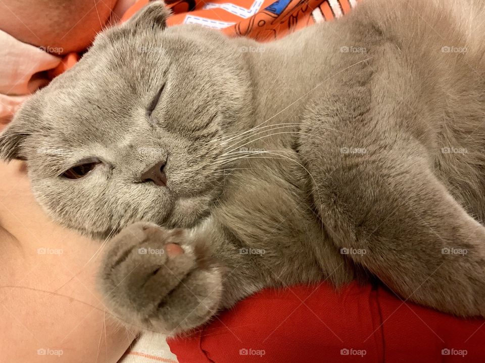 fat gray cat dozes on the owner’s hand