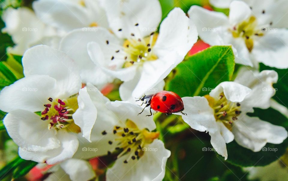 Ladybug