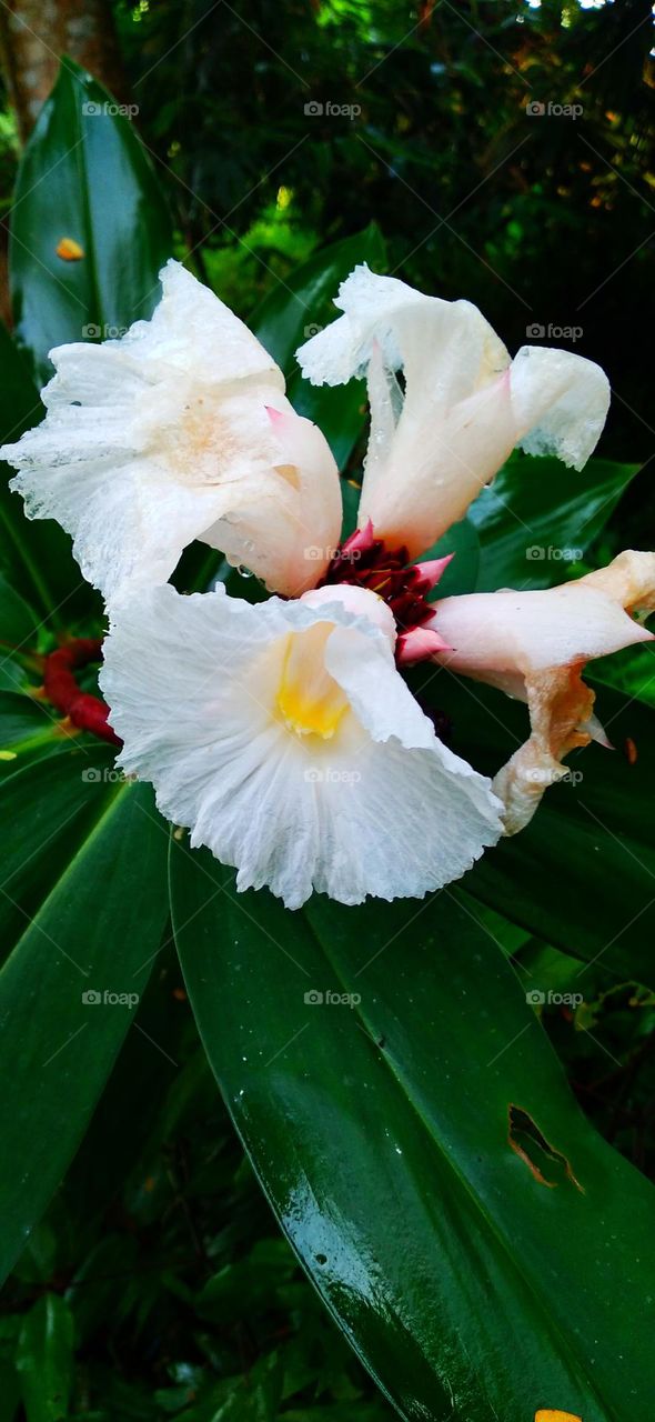 Cheilocostus speciosus is a medicinal plant belonging to the inventive tribe