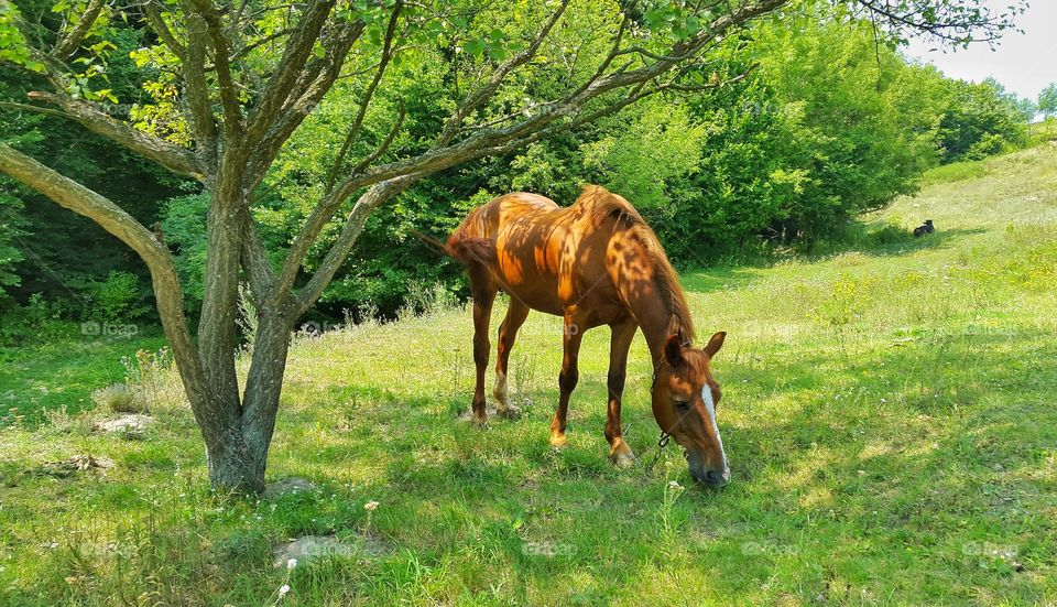 Grass, Mammal, Rural, No Person, Nature